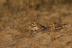 David Plant Photography - Wildlife Photography - Shore lark - L