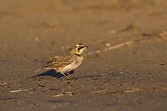 David Plant Photography - Wildlife Photography - Shore lark - O