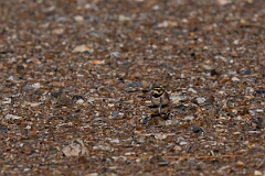 David Plant Photography - Wildlife Photography - Shore lark - P