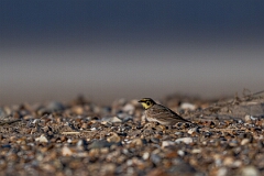 David Plant Photography - Wildlife Photography - Shore lark - R