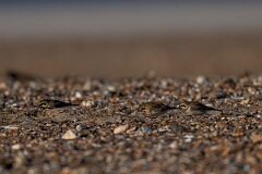 David Plant Photography - Wildlife Photography - Shore lark - S