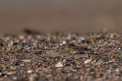 David Plant Photography - Wildlife Photography - Shore lark - X