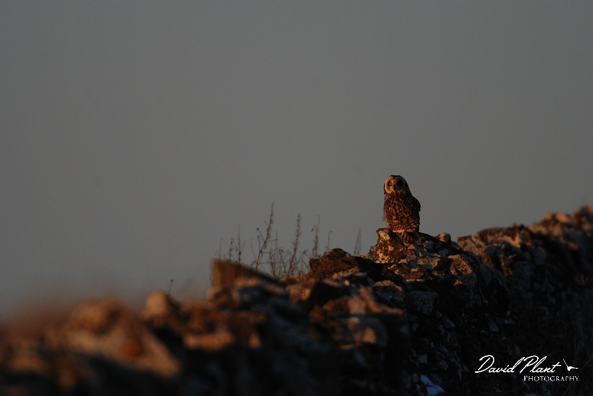 David Plant Photography - Wildlife Photographer - Short-eared owl - D.JPG - Short-eared owl at sunset on wall - Gloucestershire