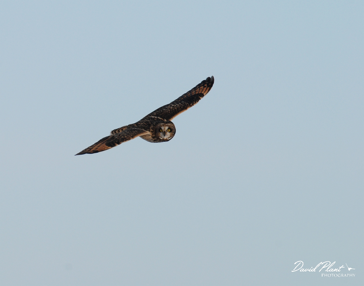 David Plant Photography - Wildlife Photographer - Short-eared owl - P.JPG - Short-eared owl - Gloucestershire