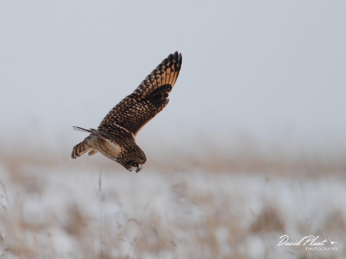 David Plant Photography - Wildlife Photographer - Short-eared owl - Q.JPG - Short-eared owl hunting - Gloucestershire