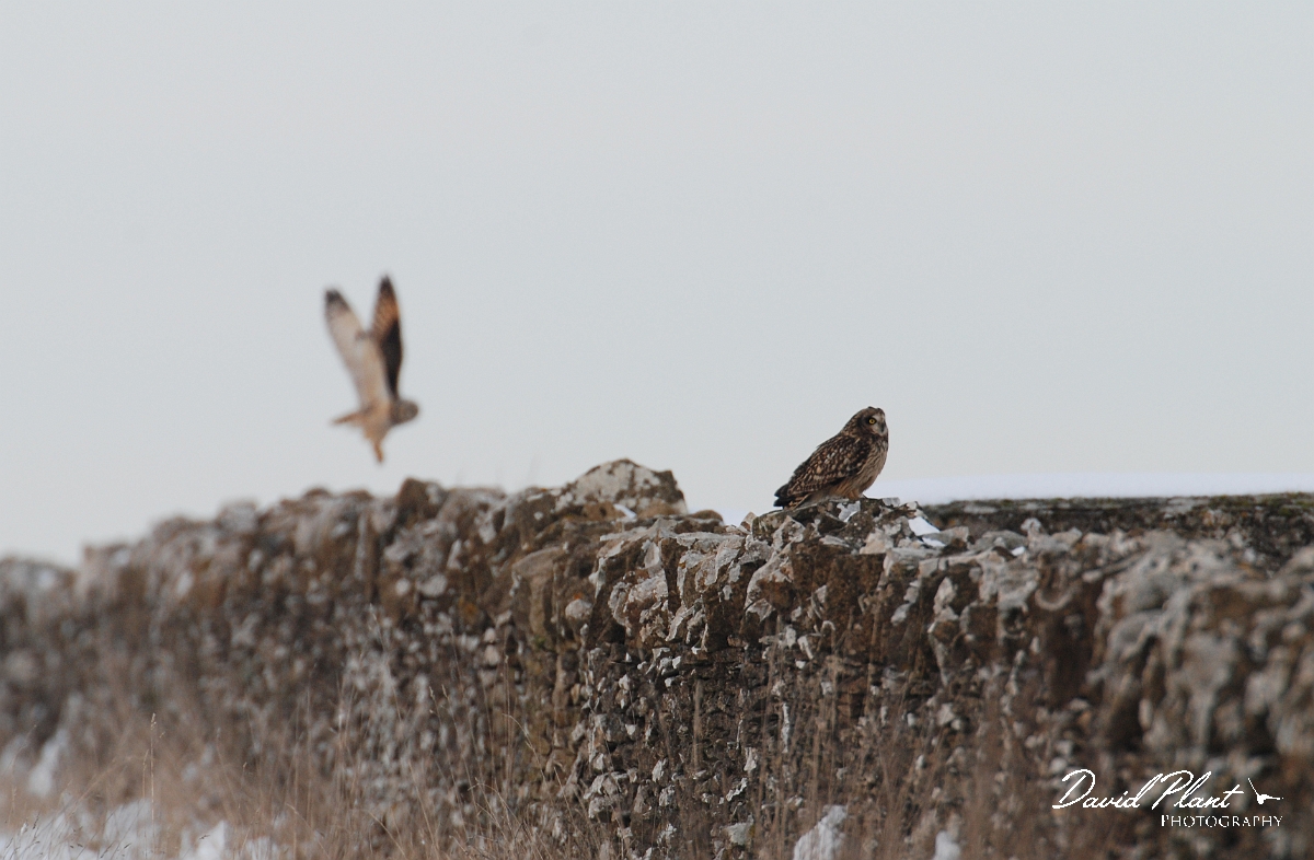 David Plant Photography - Wildlife Photographer - Short-eared owl - T.JPG - Short-eared owls on wall - Gloucestershire