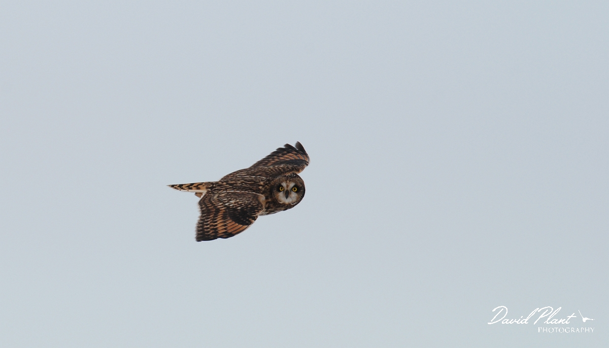 David Plant Photography - Wildlife Photographer - Short-eared owl - U.jpg - Short-eared owl - Gloucestershire