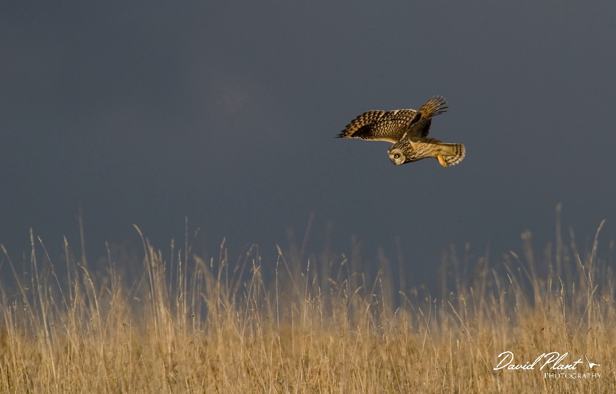 David Plant Photography - Wildlife Photographer - Short-eared owl - V.jpg - Short-eared owl hunting - Gloucestershire