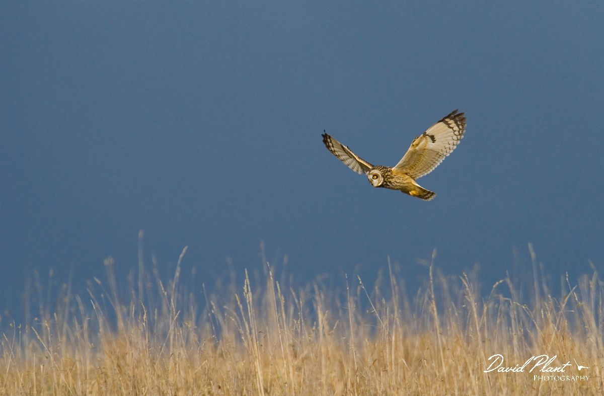 David Plant Photography - Wildlife Photographer - Short-eared owl - W.jpg - Short-eared owl - Gloucestershire