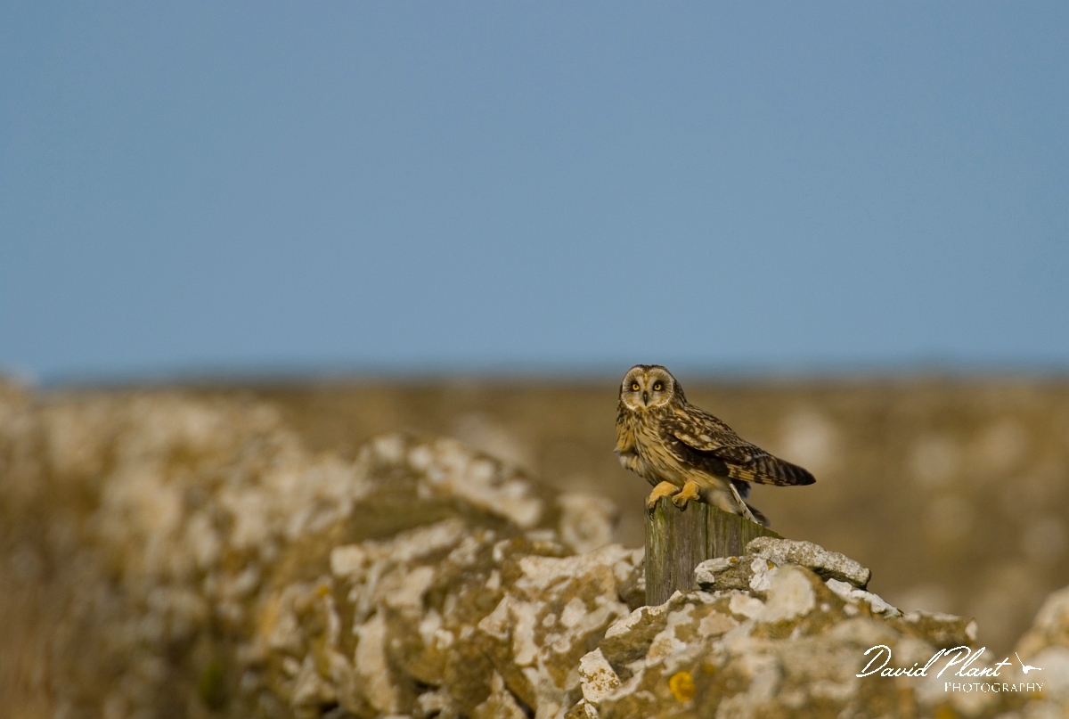David Plant Photography - Wildlife Photographer - Short-eared owl - X.jpg - Short-eared owl on wall - Gloucestershire