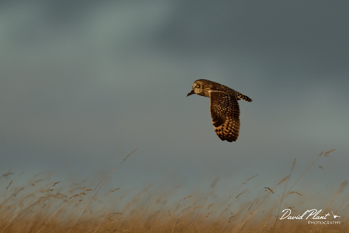 David Plant Photography - Wildlife Photography - Short-eared owl - AA.jpg - Short-eared owl - Gloucestershire