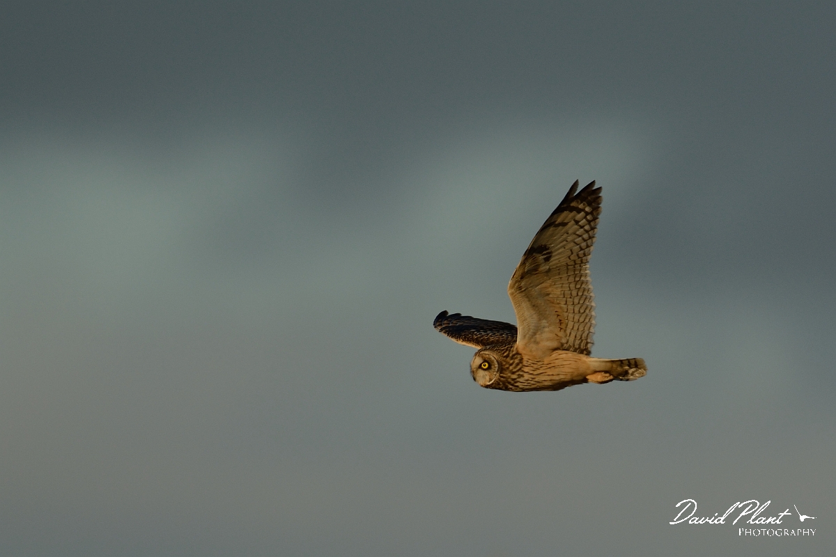 David Plant Photography - Wildlife Photography - Short-eared owl - AB.jpg - Short-eared owl - Gloucestershire