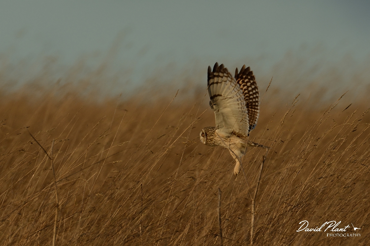 David Plant Photography - Wildlife Photography - Short-eared owl - AC.jpg - Short-eared owl flying through grassland - Gloucestershire