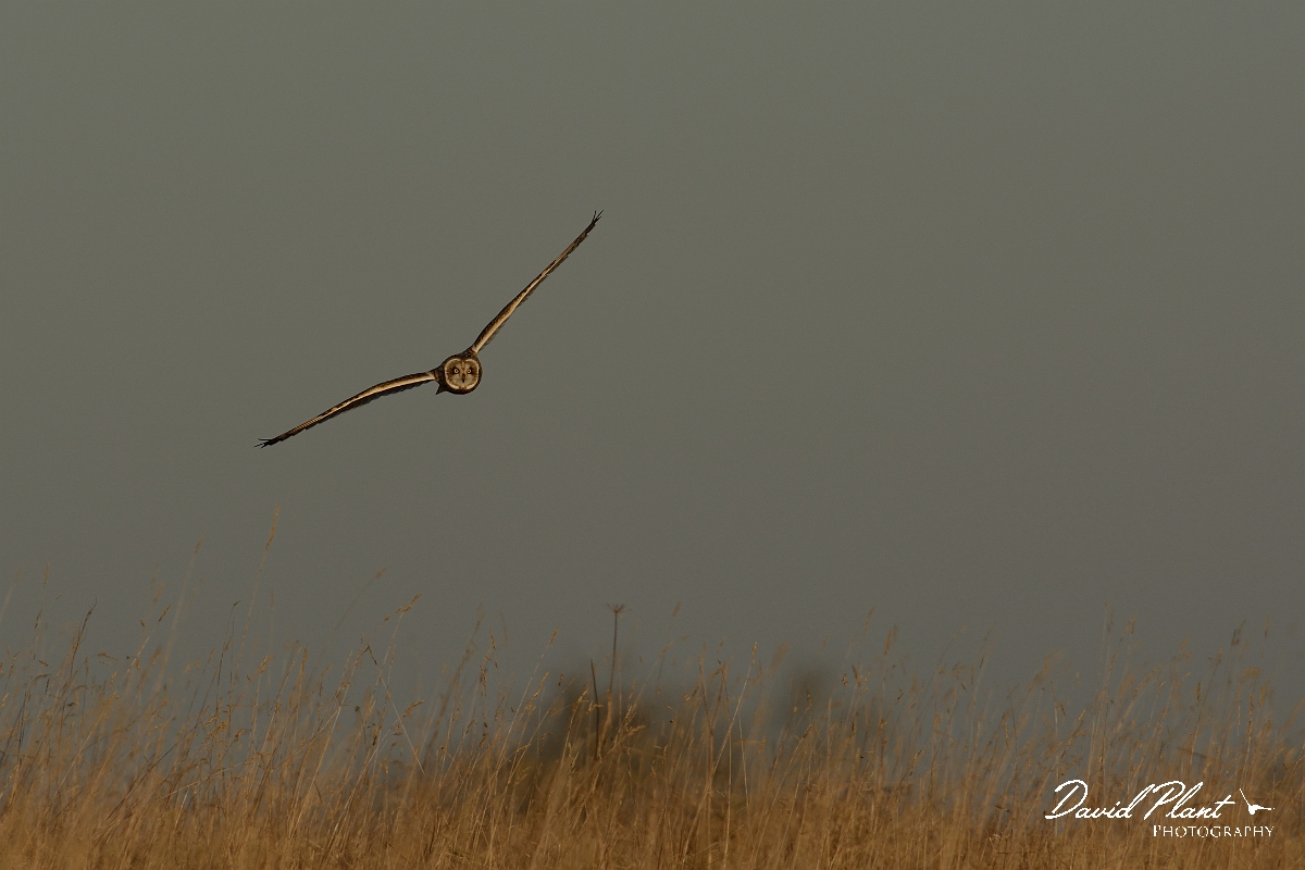 David Plant Photography - Wildlife Photography - Short-eared owl - AE.jpg - Short-eared owl head on - Gloucestershire
