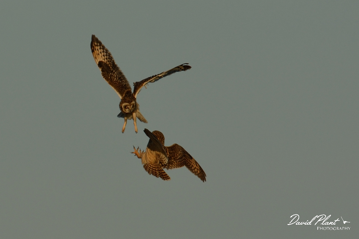 David Plant Photography - Wildlife Photography - Short-eared owl - AF.jpg - Short-eared owl fighting - Gloucestershire