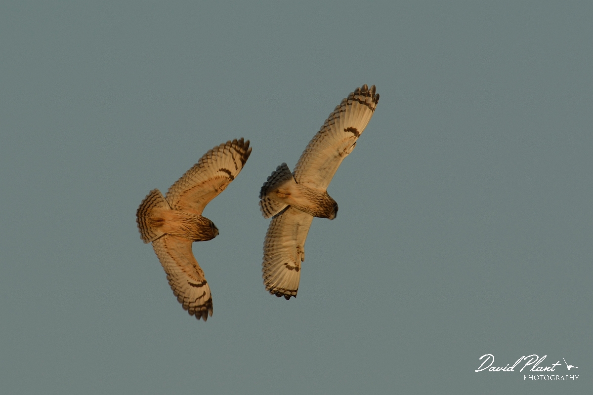 David Plant Photography - Wildlife Photography - Short-eared owl - AG.jpg - Short-eared owl chase - Gloucestershire