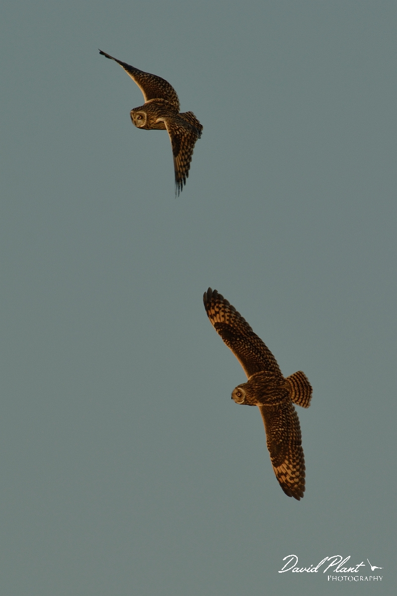 David Plant Photography - Wildlife Photography - Short-eared owl - AH.jpg - Short-eared owl chase - Gloucestershire