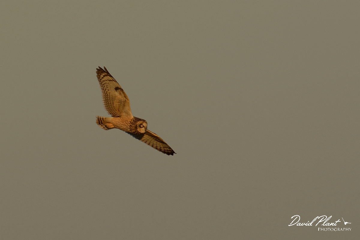 David Plant Photography - Wildlife Photography - Short-eared owl - AJ.jpg - Short-eared owl - Gloucestershire