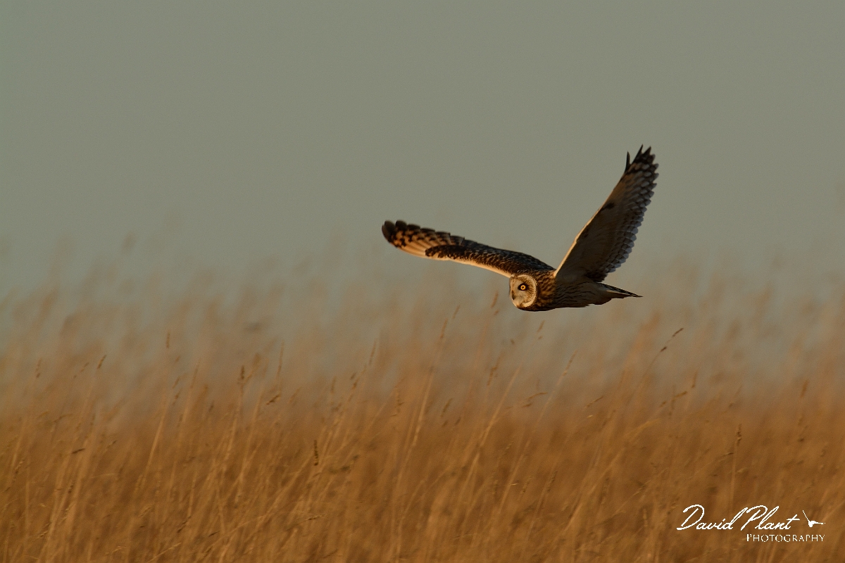David Plant Photography - Wildlife Photography - Short-eared owl - AK.jpg - Short-eared owl flying over grassland - Gloucestershire