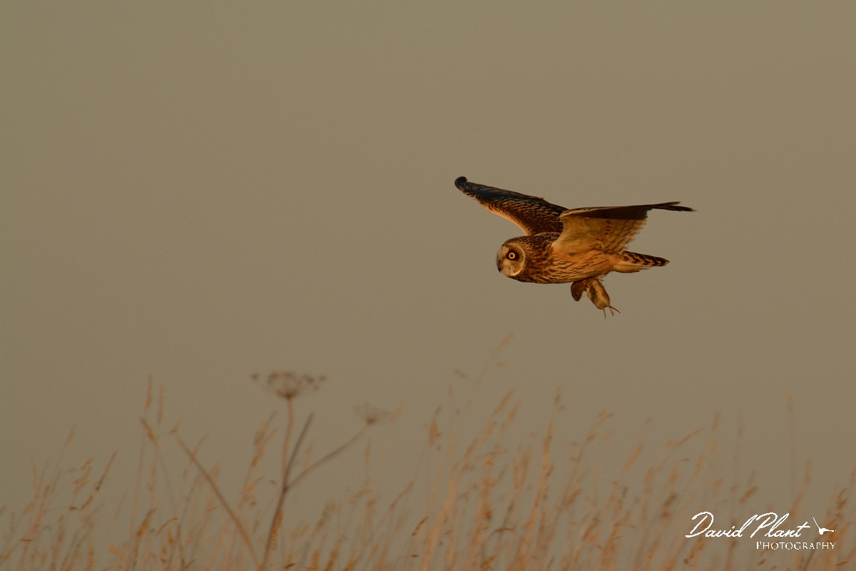 David Plant Photography - Wildlife Photography - Short-eared owl - AL.jpg - Short-eared owl with vole prey - Gloucestershire