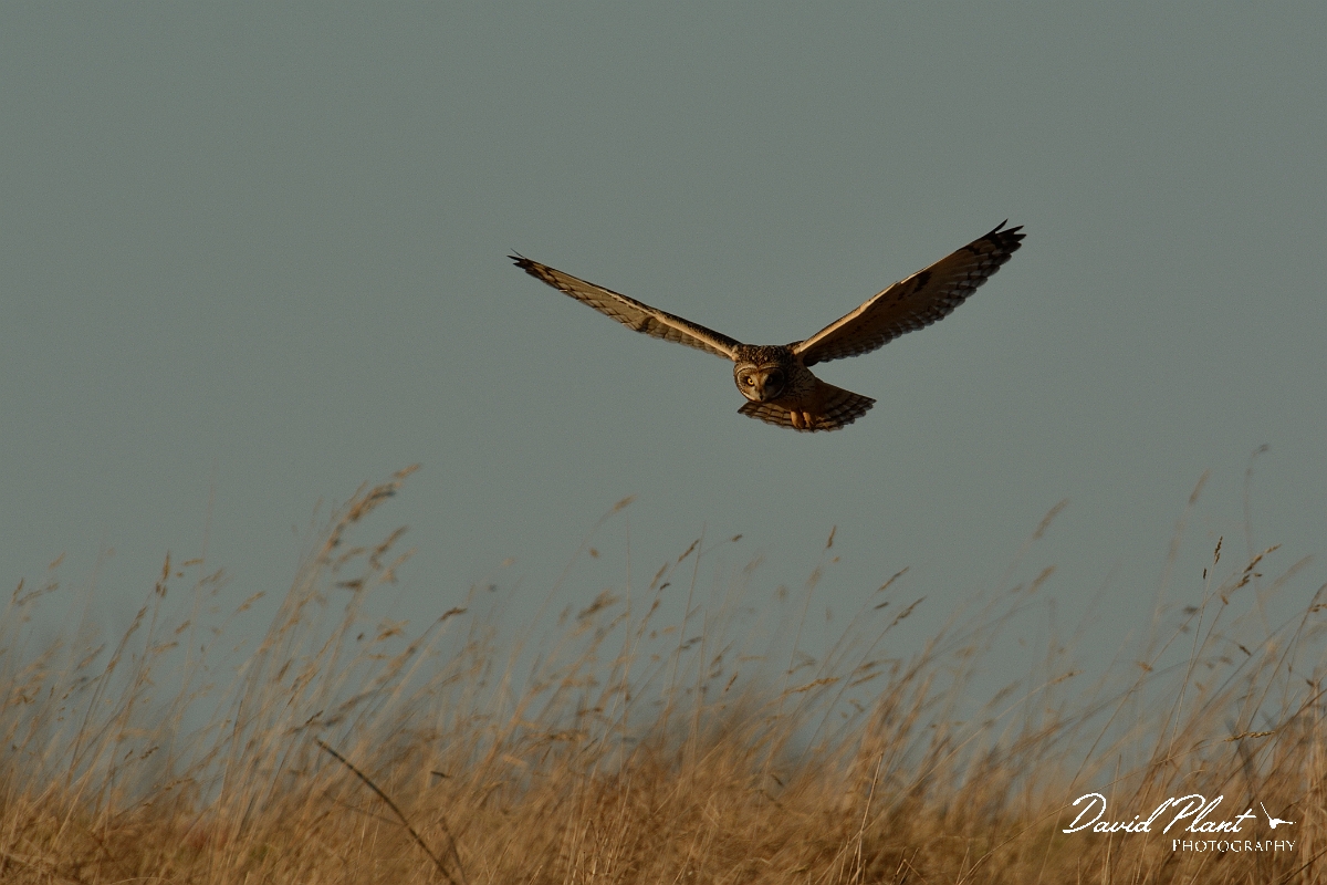David Plant Photography - Wildlife Photography - Short-eared owl - AM.jpg - Short-eared owl hovering - Gloucestershire