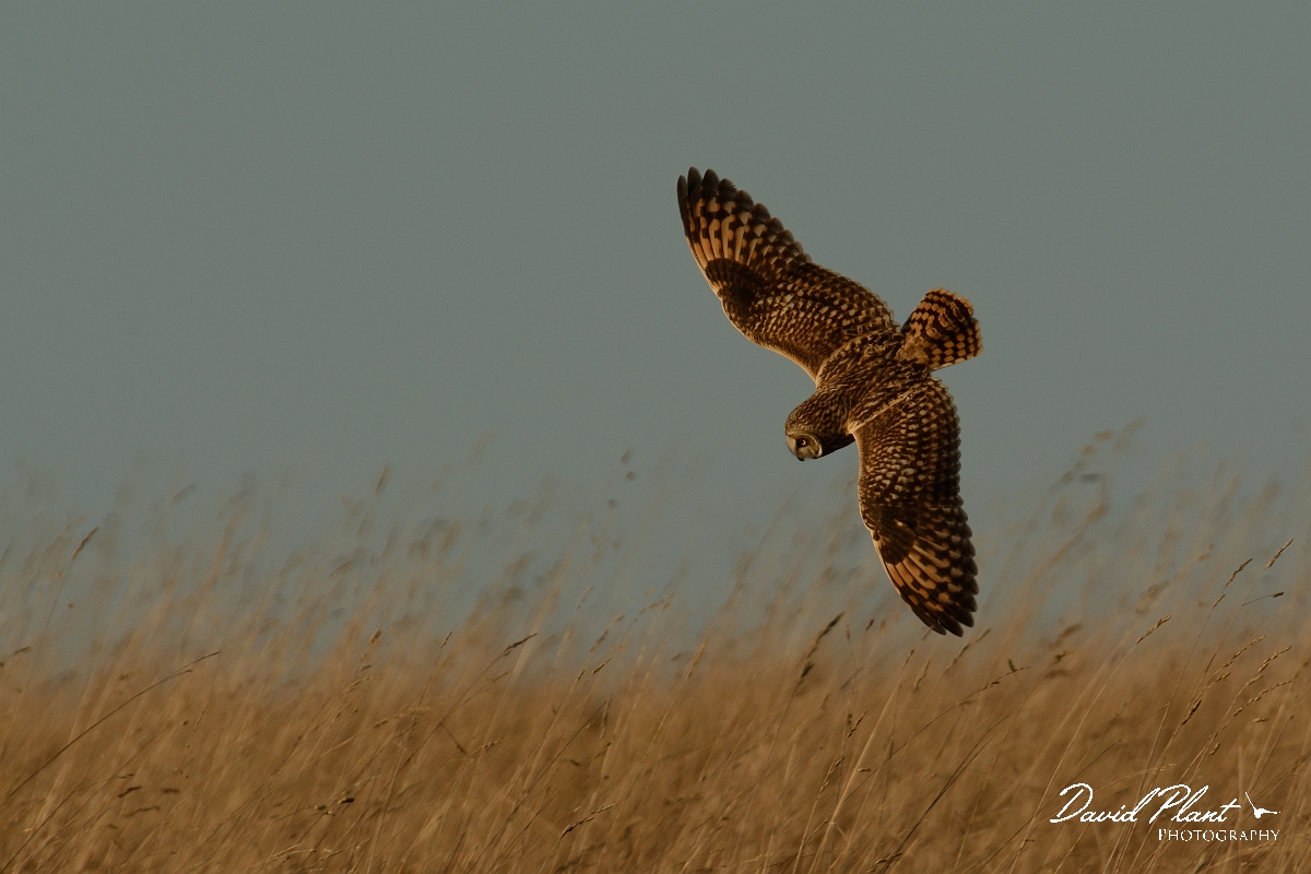 David Plant Photography - Wildlife Photography - Short-eared owl - AN.jpg - Short-eared owl diving for prey - Gloucestershire
