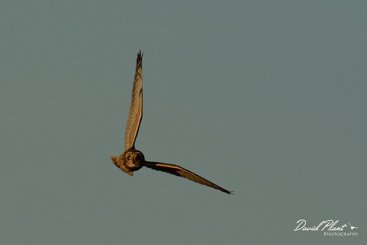 David Plant Photography - Wildlife Photography - Short-eared owl - AO.jpg - Short-eared owl turning - Gloucestershire