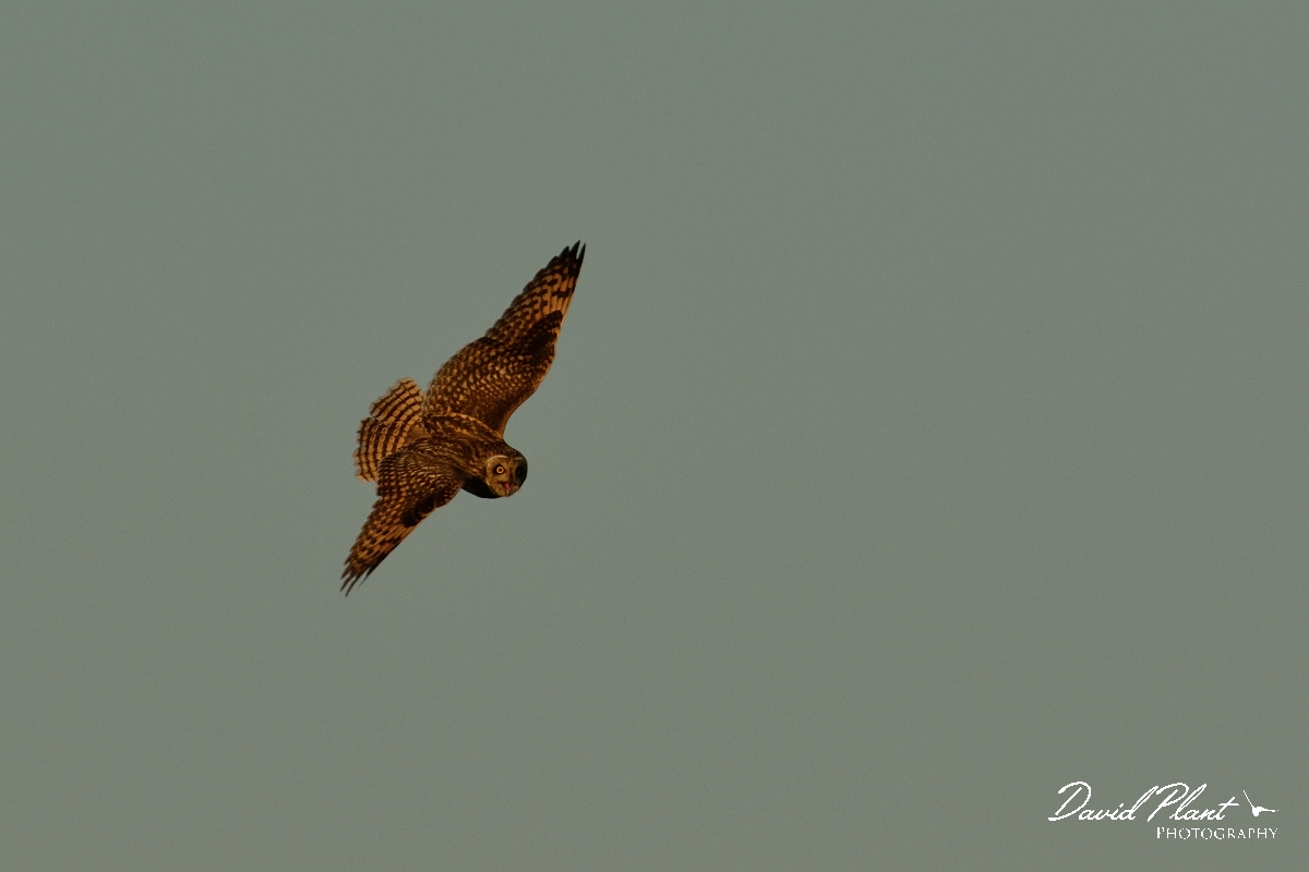 David Plant Photography - Wildlife Photography - Short-eared owl - AP.jpg - Short-eared owl calling - Gloucestershire