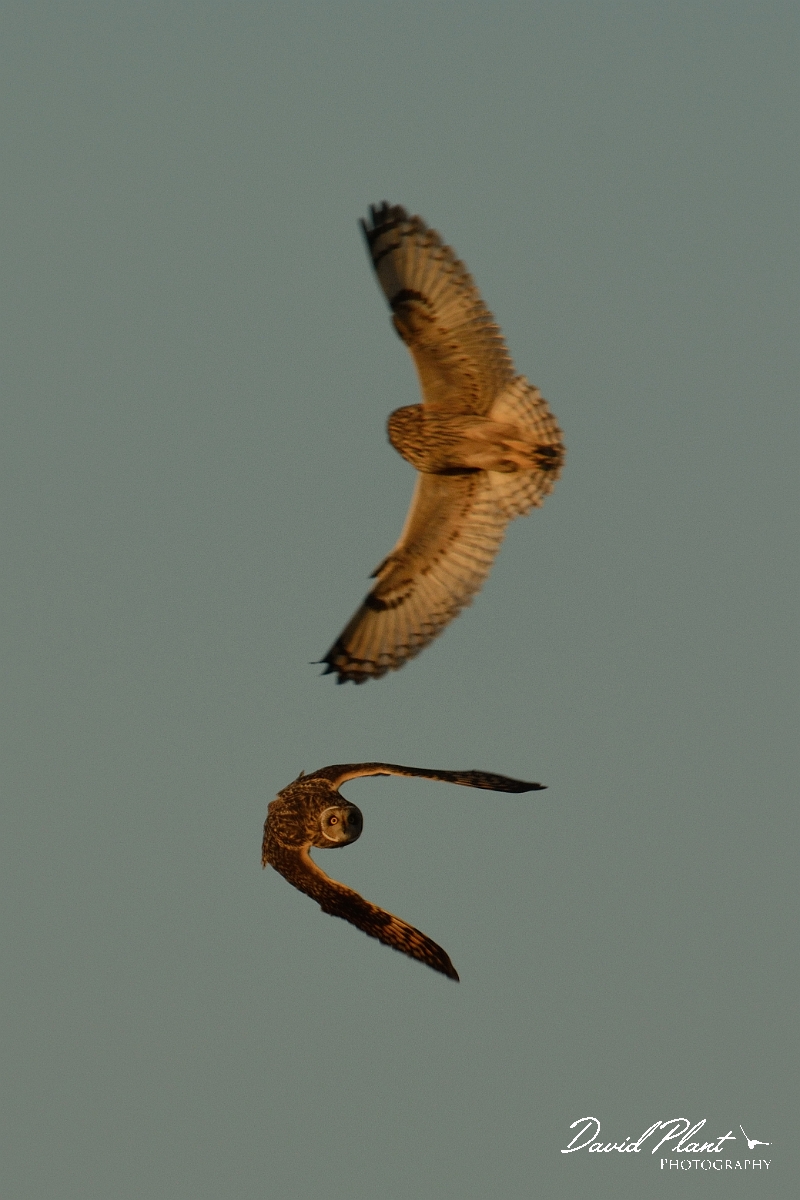 David Plant Photography - Wildlife Photography - Short-eared owl - AQ.jpg - Short-eared owl fighting - Gloucestershire