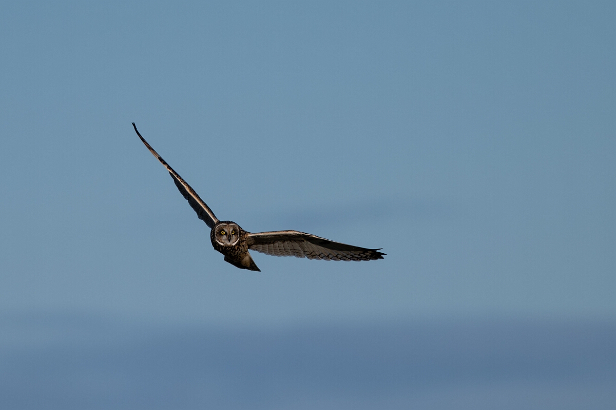 David Plant Photography - Wildlife Photography - Short-eared owl - AS.jpg - Short-eared owl - Gloucestershire