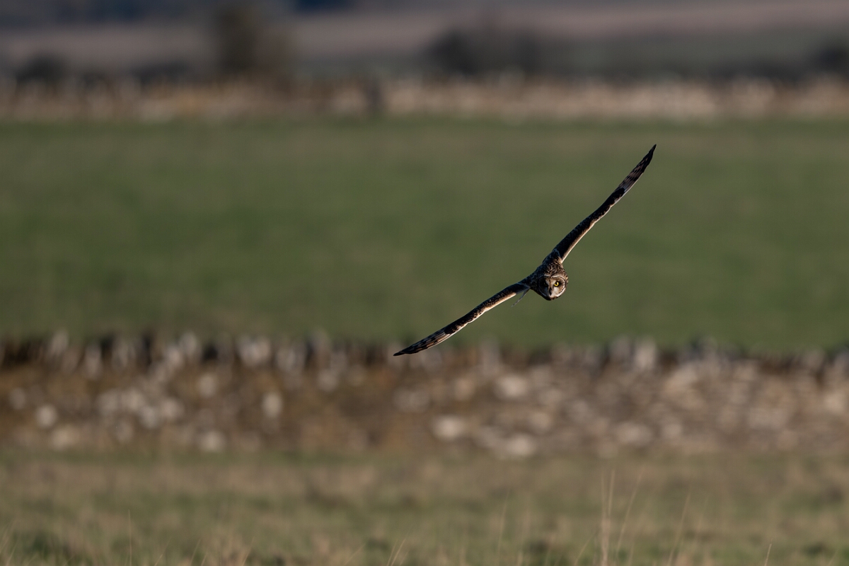 David Plant Photography - Wildlife Photography - Short-eared owl - AV.jpg - Short-eared owl hunting - Gloucestershire