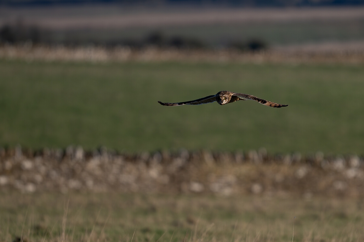 David Plant Photography - Wildlife Photography - Short-eared owl - AW.jpg - Short-eared owl hunting - Gloucestershire