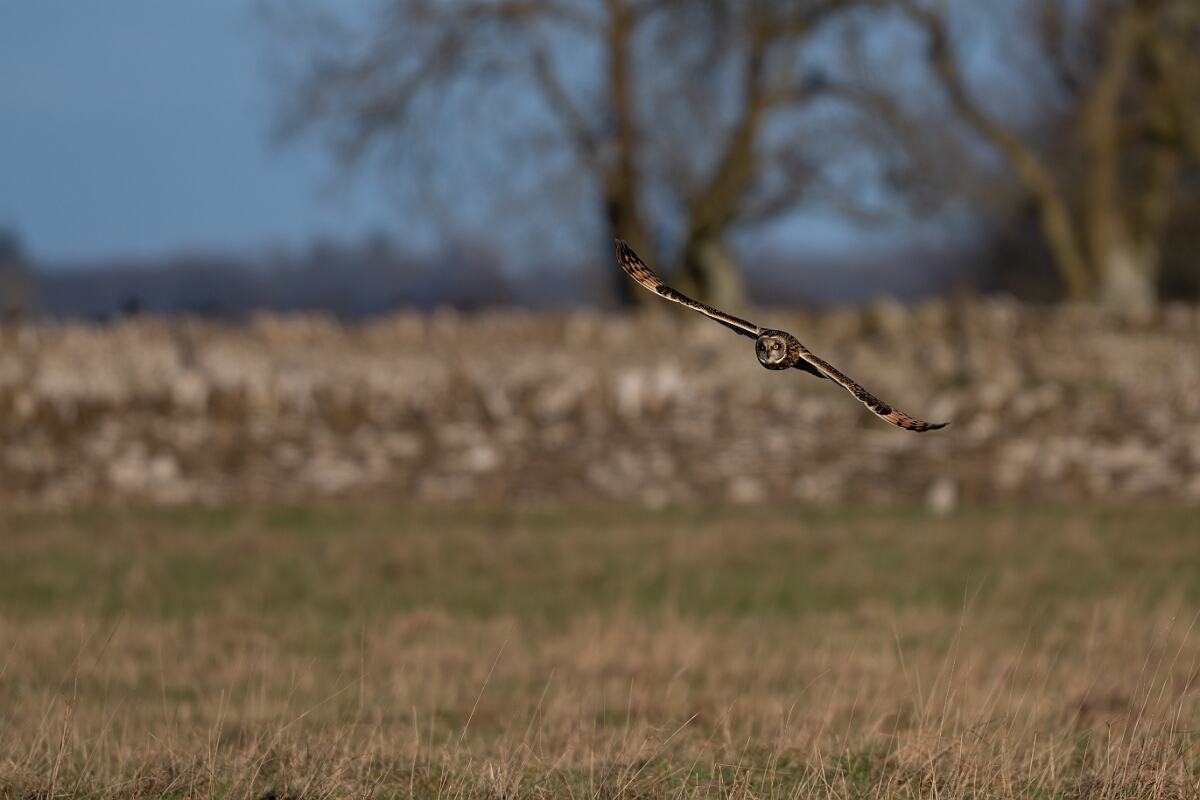 David Plant Photography - Wildlife Photography - Short-eared owl - BA.jpg - Short-eared owl hunting - Gloucestershire