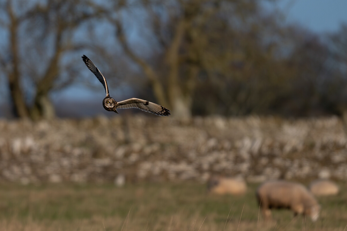 David Plant Photography - Wildlife Photography - Short-eared owl - BB.jpg - Short-eared owl and sheep - Gloucestershire