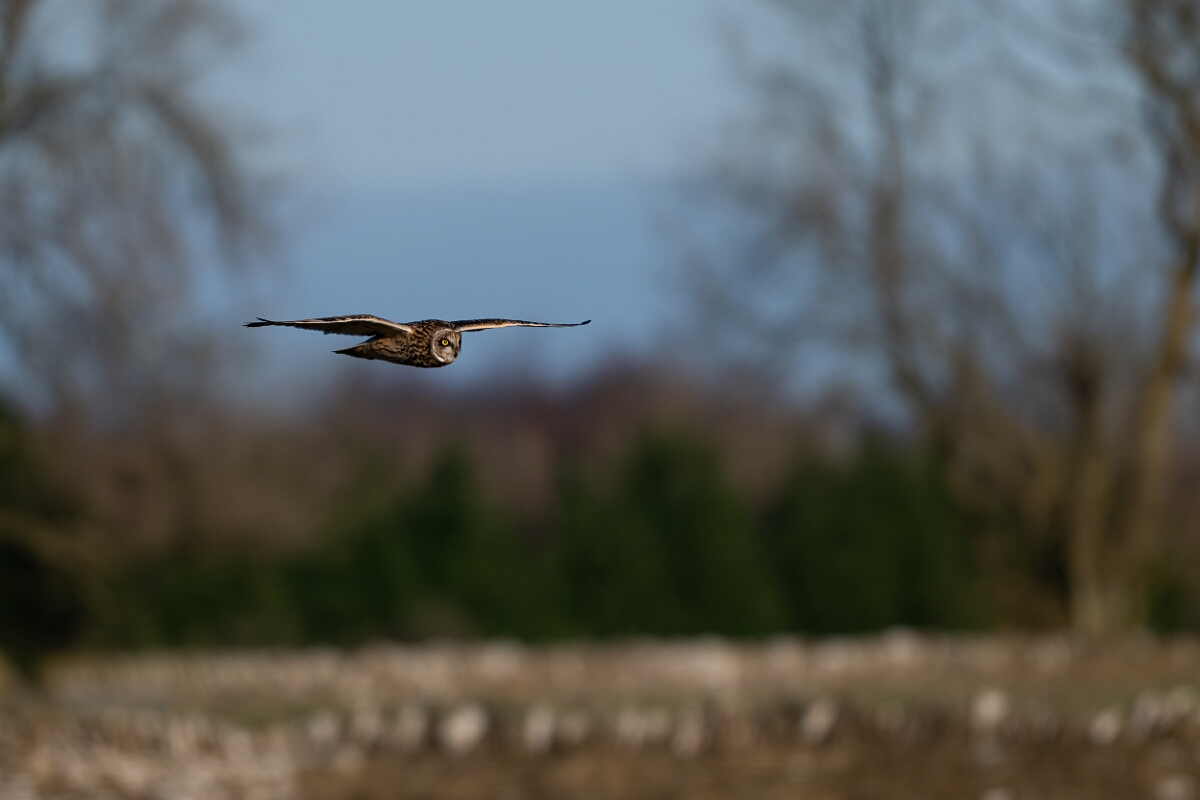 David Plant Photography - Wildlife Photography - Short-eared owl - BD.jpg - Short-eared owl hunting - Gloucestershire