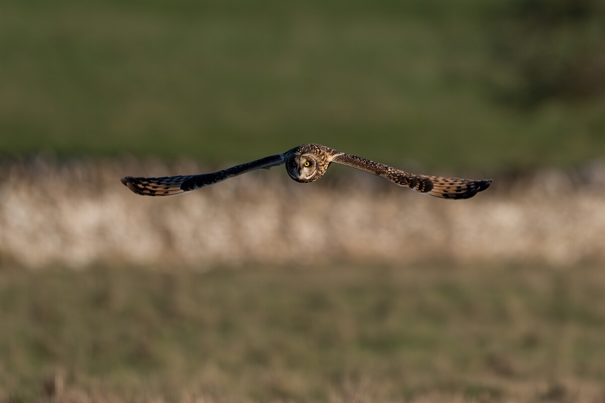 David Plant Photography - Wildlife Photography - Short-eared owl - BE.jpg - Short-eared owl hunting - Gloucestershire