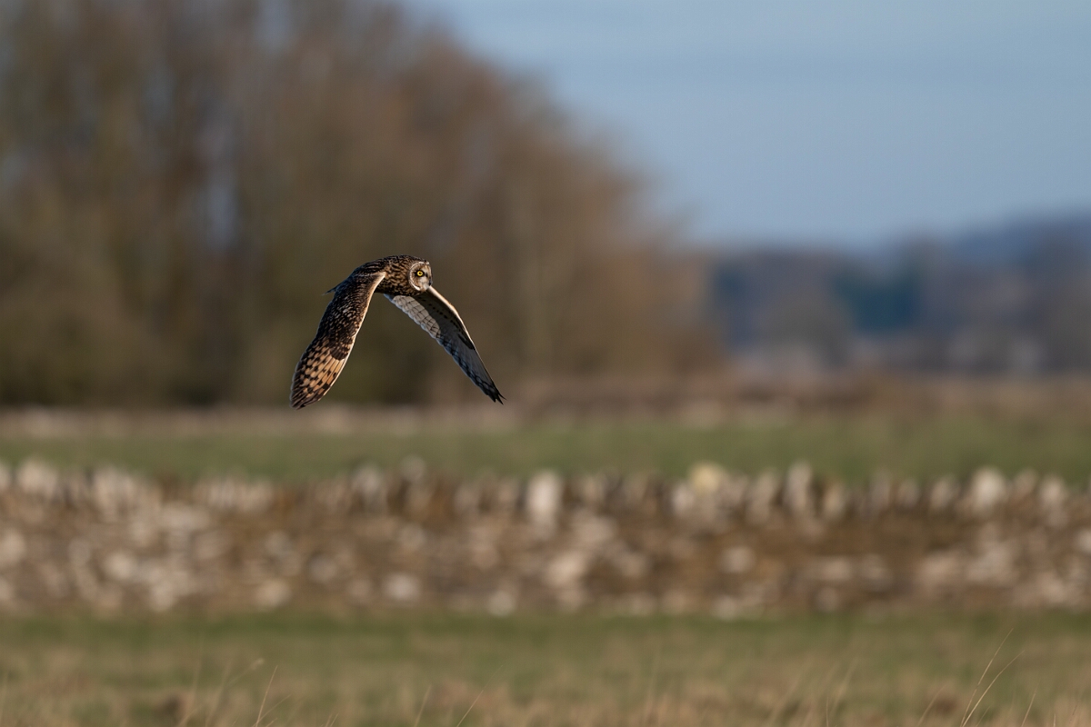 David Plant Photography - Wildlife Photography - Short-eared owl - BF.jpg - Short-eared owl hunting - Gloucestershire