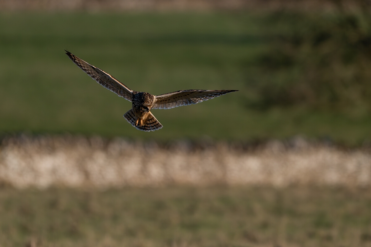David Plant Photography - Wildlife Photography - Short-eared owl - BH.jpg - Short-eared owl hunting - Gloucestershire
