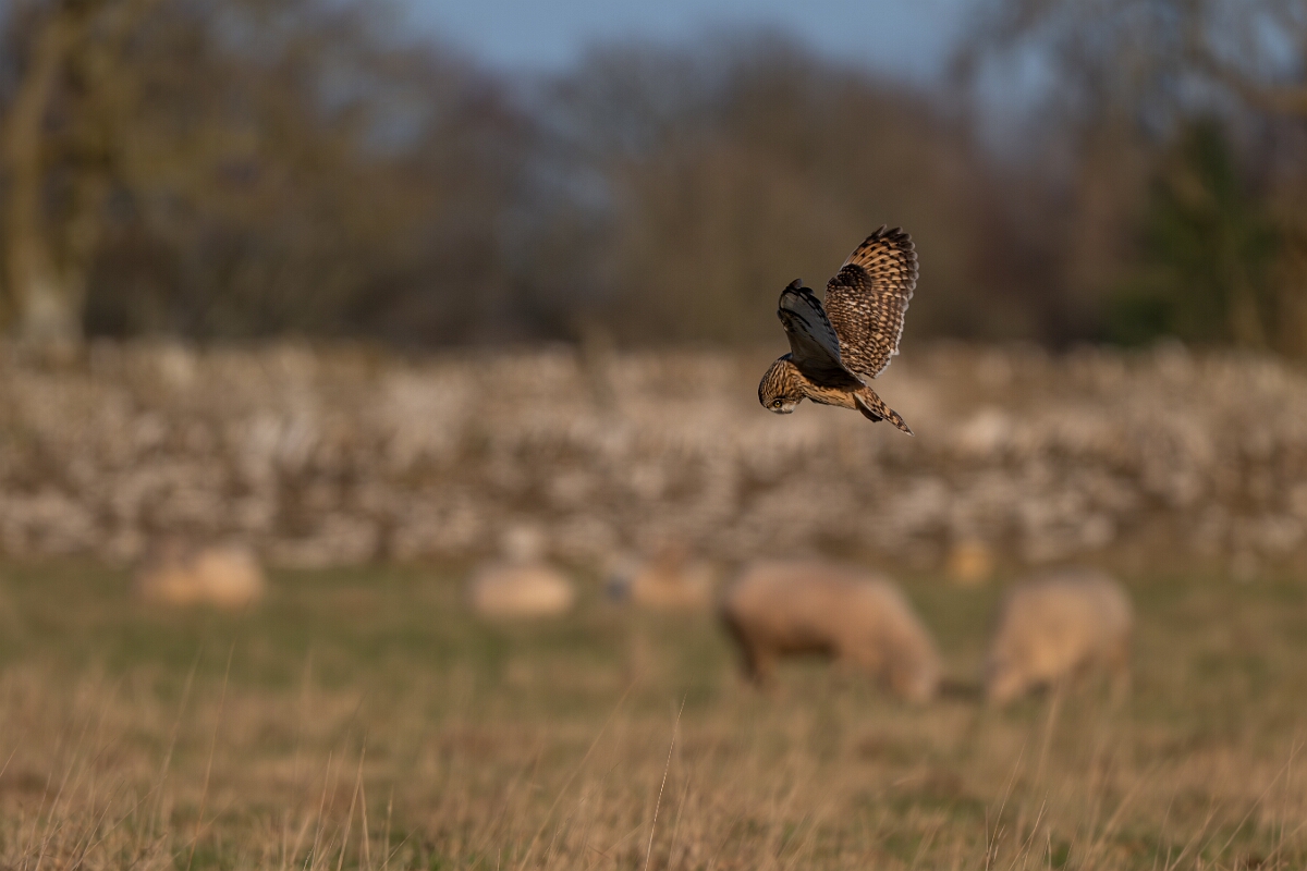David Plant Photography - Wildlife Photography - Short-eared owl - BJ.jpg - Short-eared owl and sheep - Gloucestershire