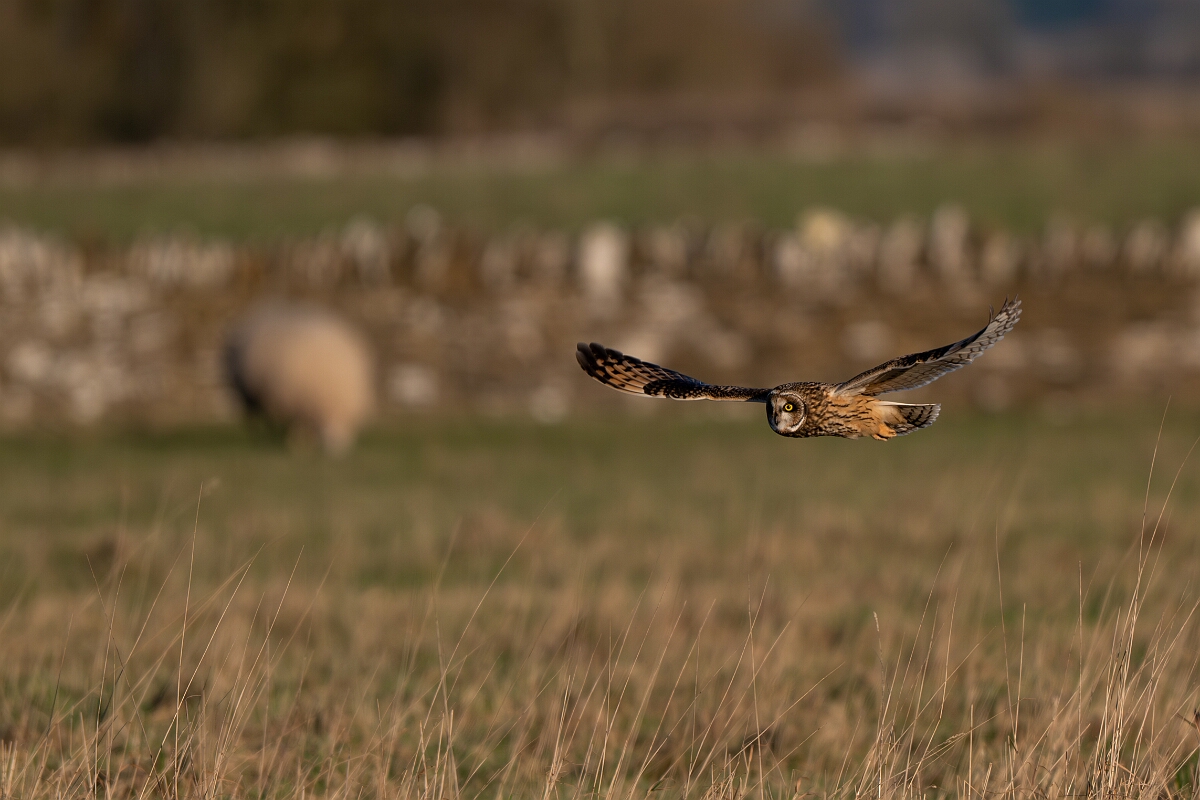David Plant Photography - Wildlife Photography - Short-eared owl - BL.jpg - Short-eared owl and sheep - Gloucestershire