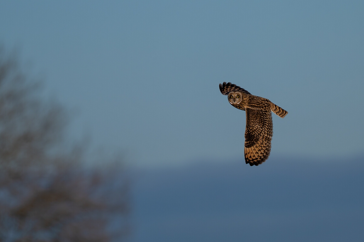 David Plant Photography - Wildlife Photography - Short-eared owl - BM.jpg - Short-eared owl - Gloucestershire
