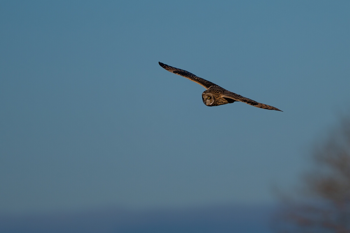 David Plant Photography - Wildlife Photography - Short-eared owl - BO.jpg - Short-eared owl - Gloucestershire