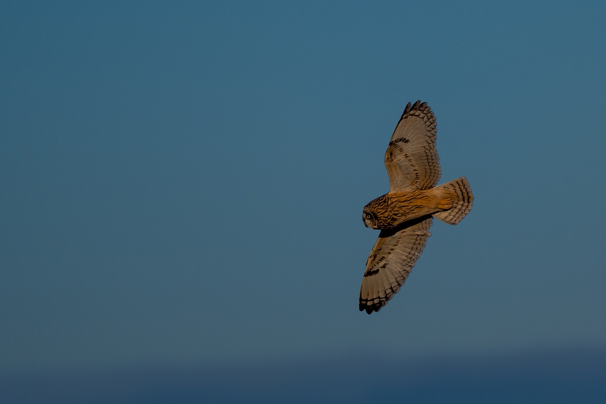 David Plant Photography - Wildlife Photography - Short-eared owl - BP.jpg - Short-eared owl - Gloucestershire