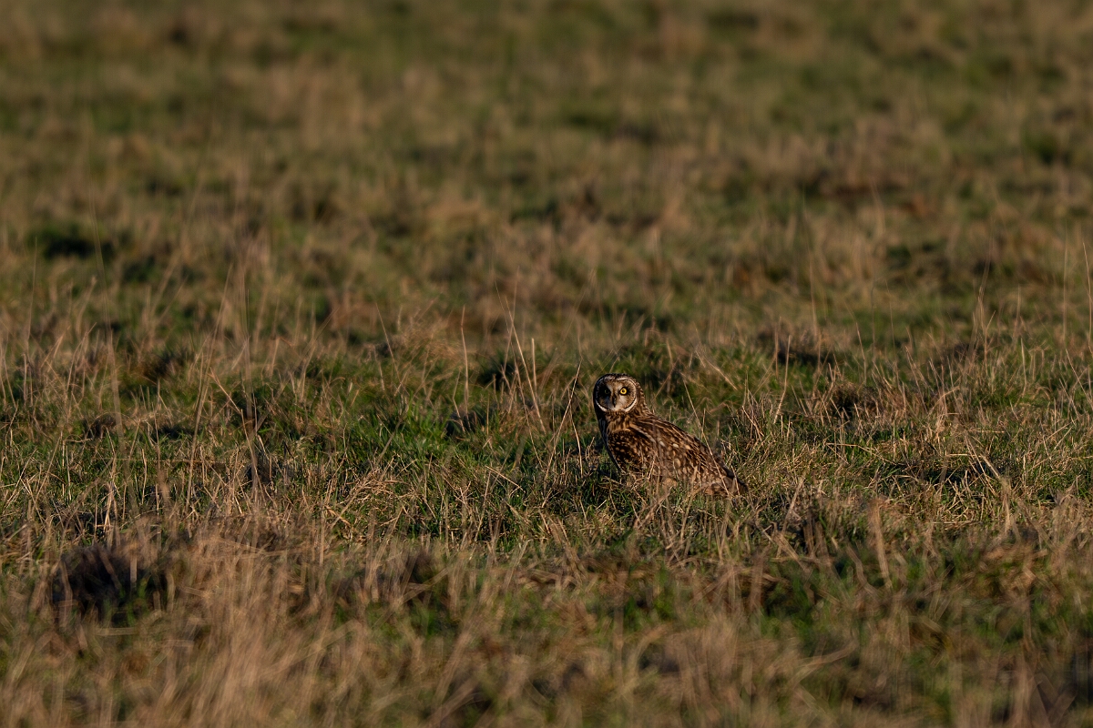 David Plant Photography - Wildlife Photography - Short-eared owl - BQ.jpg - Short-eared owl at rest - Gloucestershire