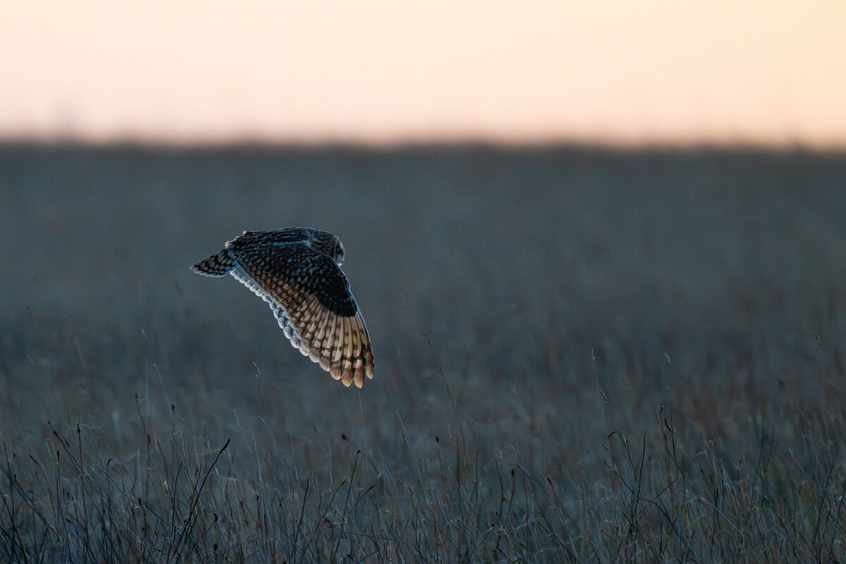 David Plant Photography - Wildlife Photography - Short-eared owl - BW.jpg - Short-eared owl at dusk - Gloucestershire
