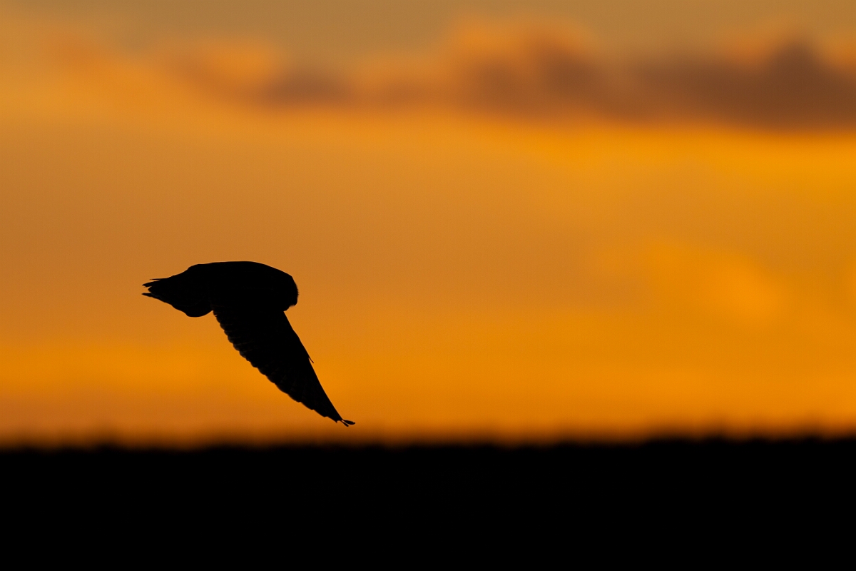 David Plant Photography - Wildlife Photography - Short-eared owl - BZ.jpg - Short-eared owl at sunset - Gloucestershire