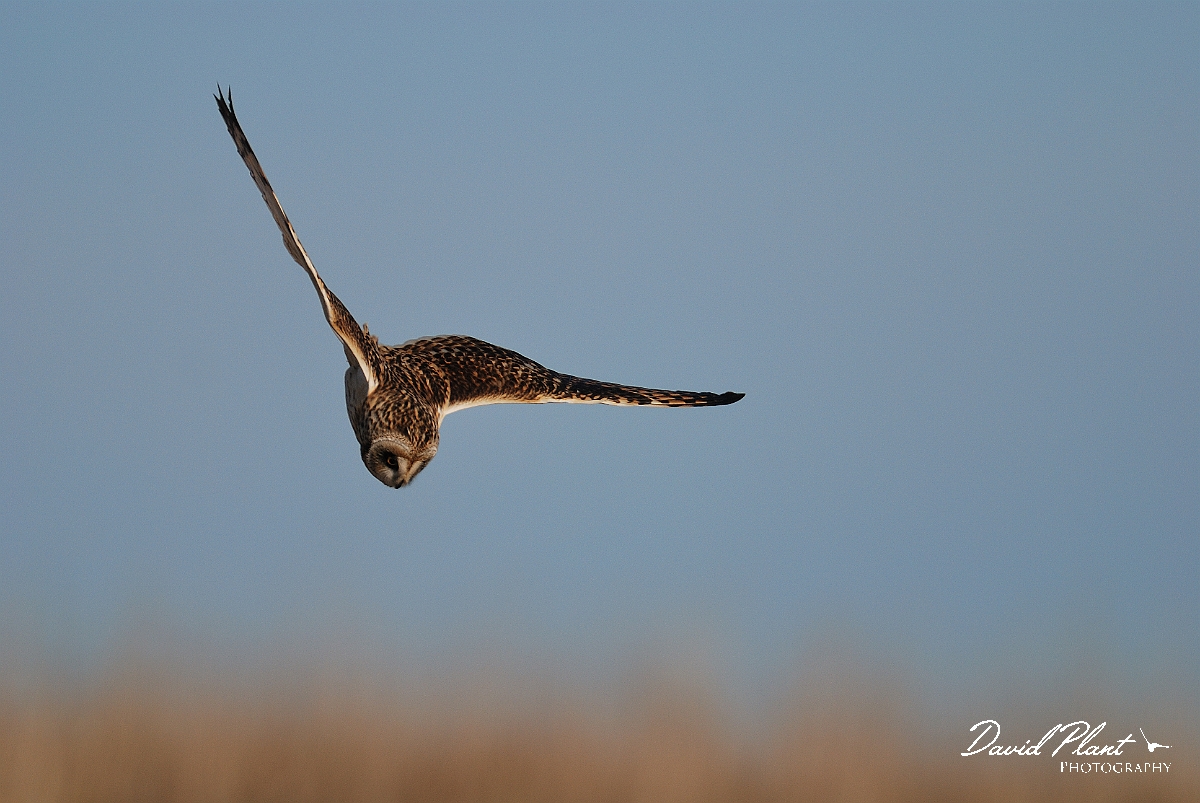 David Plant Photography - Wildlife Photography - Short-eared owl - L.jpg - Short-eared owl diving for prey - Gloucestershire