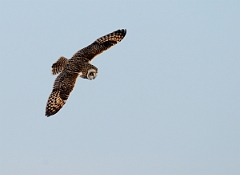 David Plant Photography - Wildlife Photographer - Short-eared owl - O