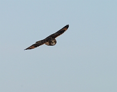 David Plant Photography - Wildlife Photographer - Short-eared owl - P