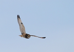 David Plant Photography - Wildlife Photographer - Short-eared owl - S